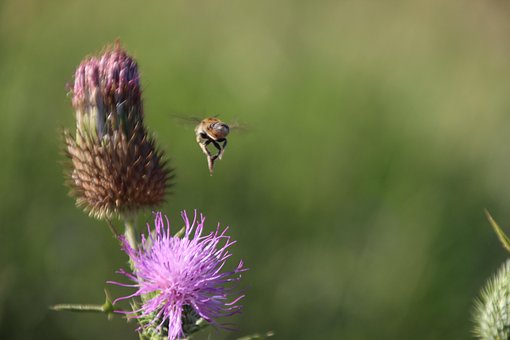 Insectă, Tapet Cu Flori, Albină