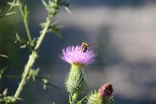 Albină, Floare, Polenizare, Insectă