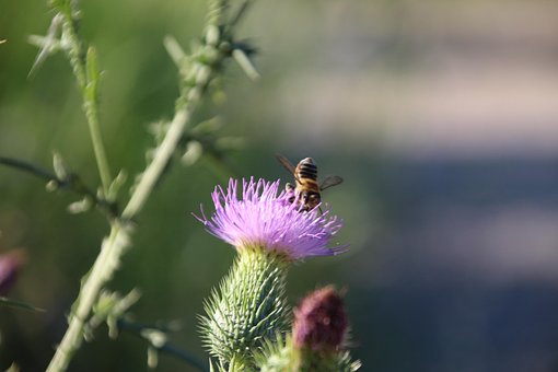 Ciulin, Floare, Albină, Zbor, Natură