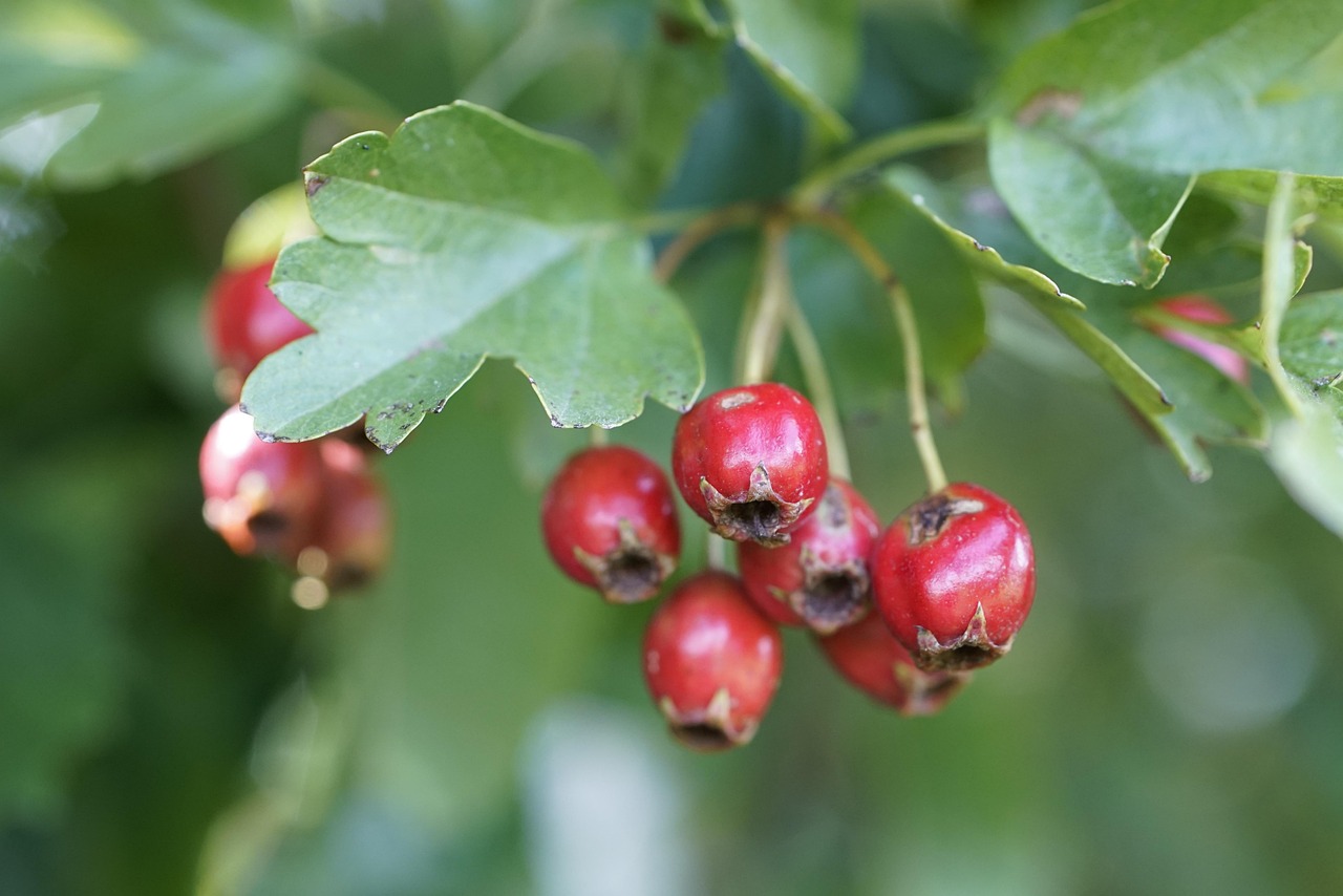 Hawthorn Crataegus Shrub Free photo on Pixabay Pixabay
