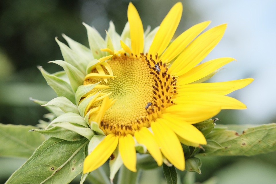 Sunflower Flower Plant Yellow - Free photo on Pixabay - Pixabay