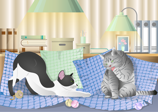 Katter, Kjæledyr, Tabby Katten, Tabby