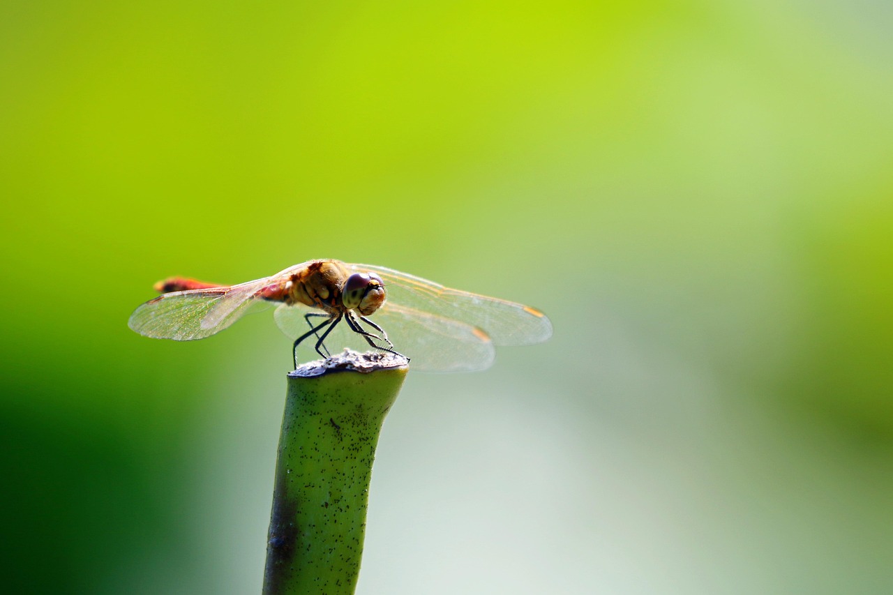 Dragonfly Insect Plant - Free photo on Pixabay