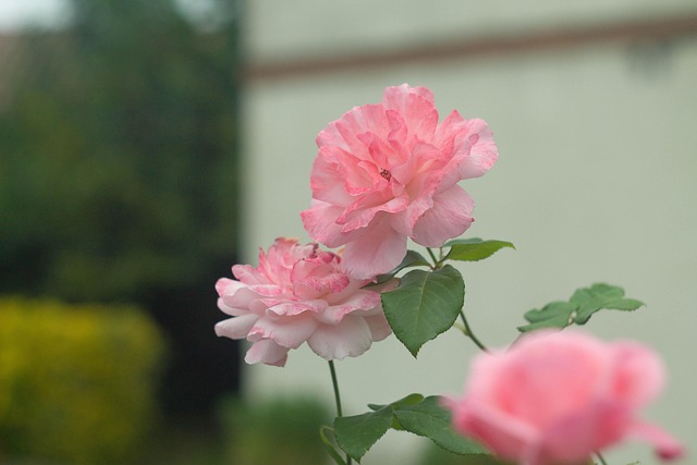 Free Pink Roses Pink Flowers photo and picture