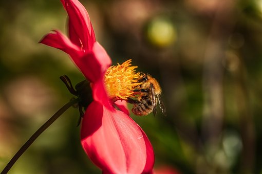 Free Bumblebee Bee photo and picture