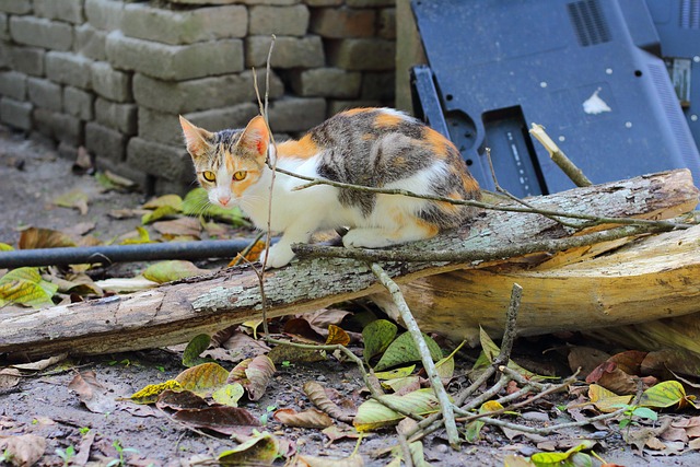 Free Cat Feline photo and picture
