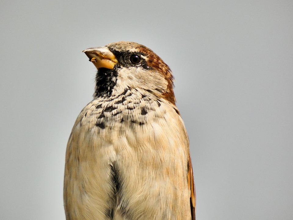 Sparrow Songbird House - Free photo on Pixabay