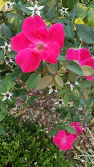 Free Flower Pink Rose photo and picture