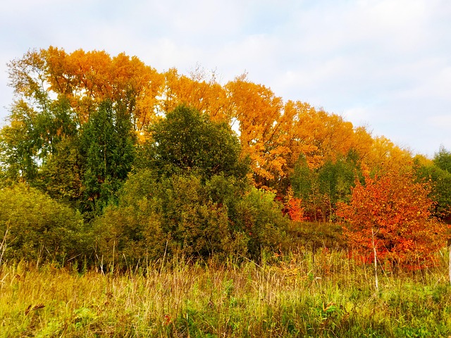 Free Autumn Autumn Trees photo and picture