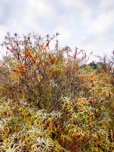 Free Sea Buckthorn Wild Berry photo and picture