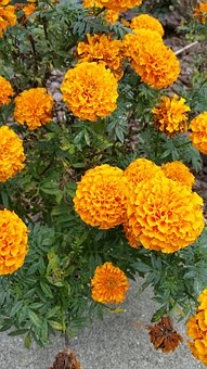 Free Flower Plant photo and picture