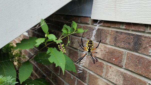 Free House Spider photo and picture