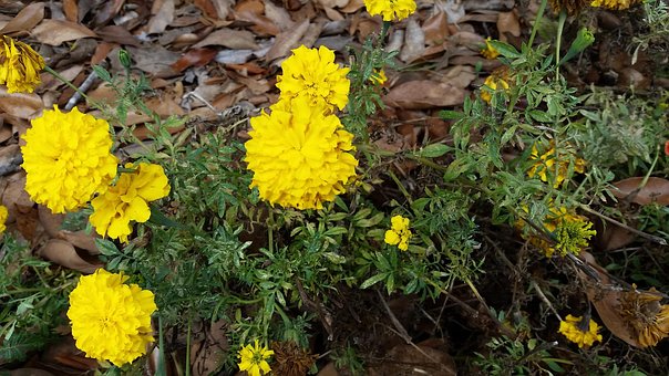 Free Flower Nature photo and picture