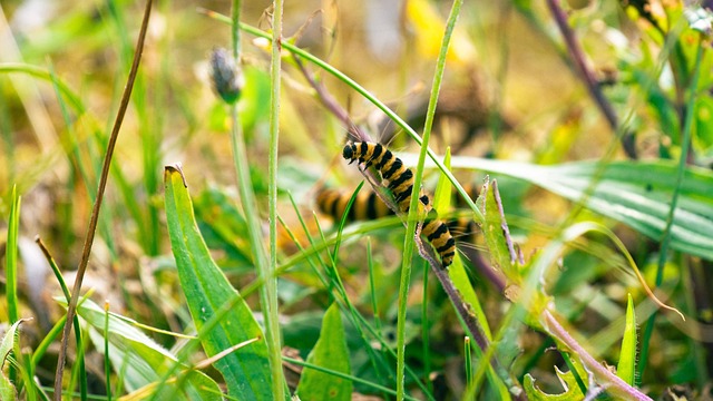Free Blutbär Blutbärchen photo and picture
