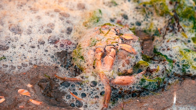Free Crab Dead photo and picture