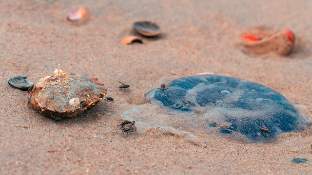 Free Crab Dead photo and picture