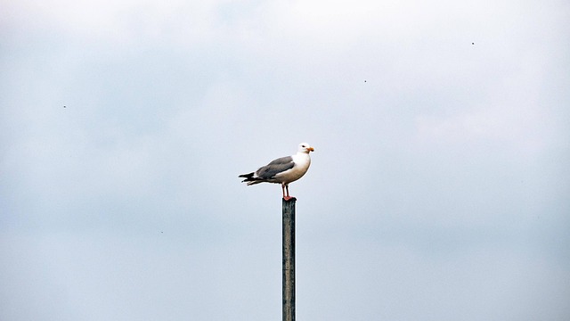 Free Seagull Herring Gull photo and picture
