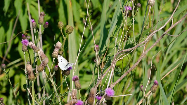 Free Butterfly Cabbage White photo and picture