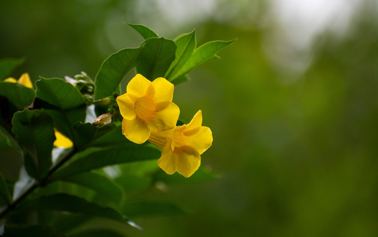 黄色Trumpetbush 黄色的钟声 黄老 - Pixabay上的免费照片 - Pixabay