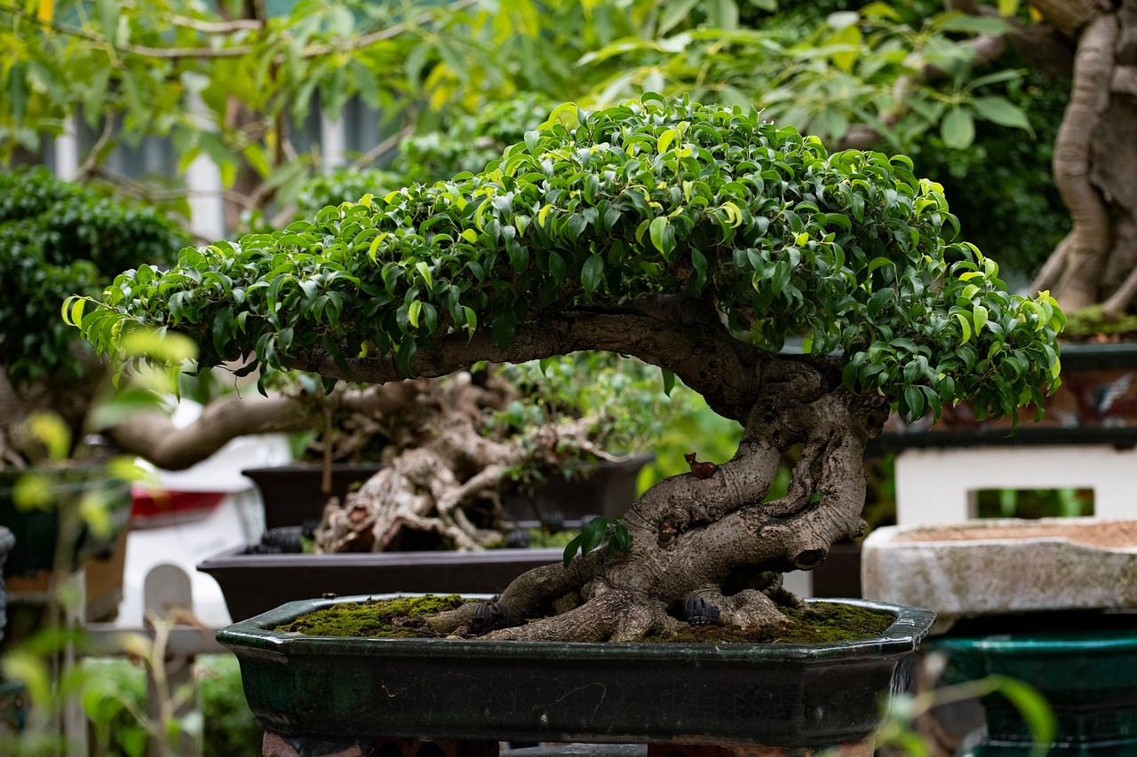 japanese bonsai tree Large Japanese Maple Specimen Bonsai main image 0