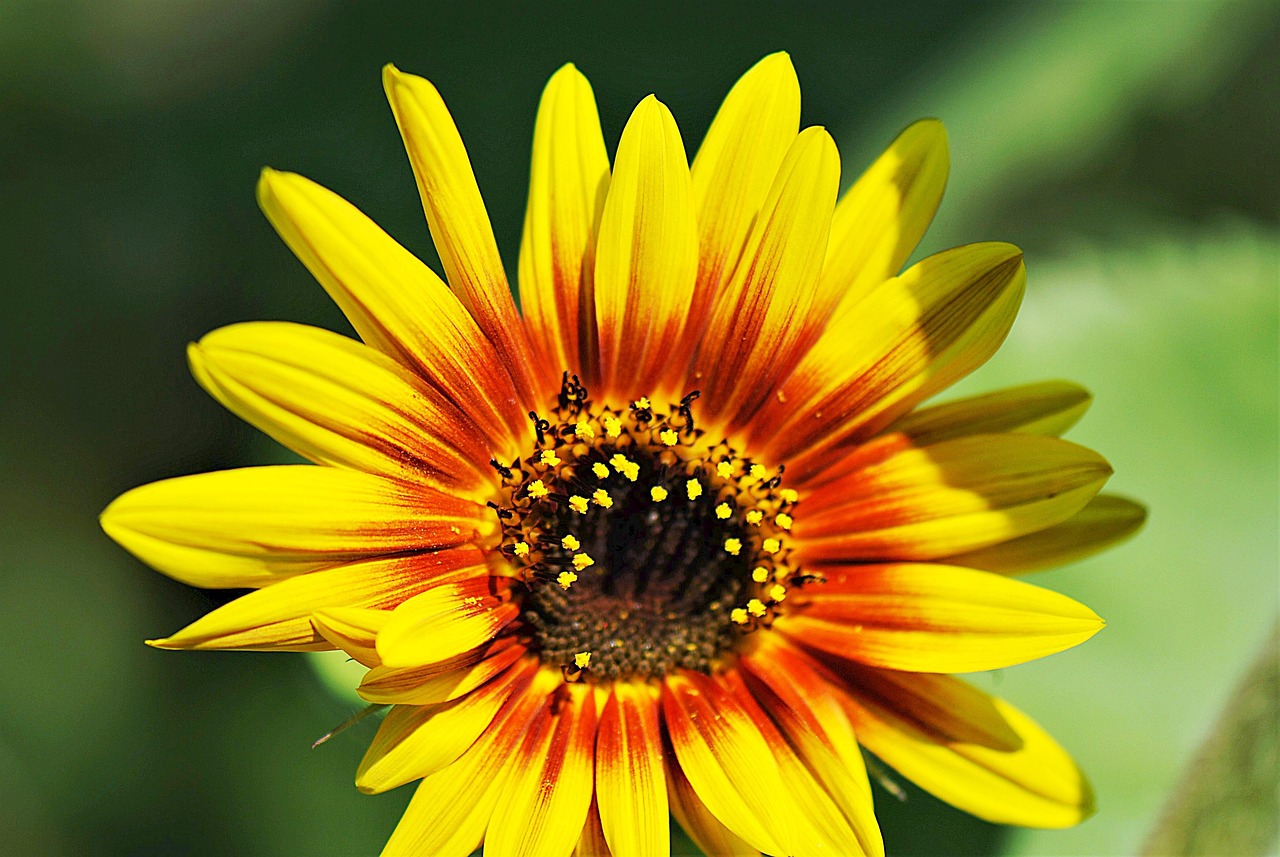 Sonnenblume Blume Garten - Kostenloses Foto auf Pixabay - Pixabay
