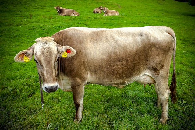 Free Animal Cow photo and picture