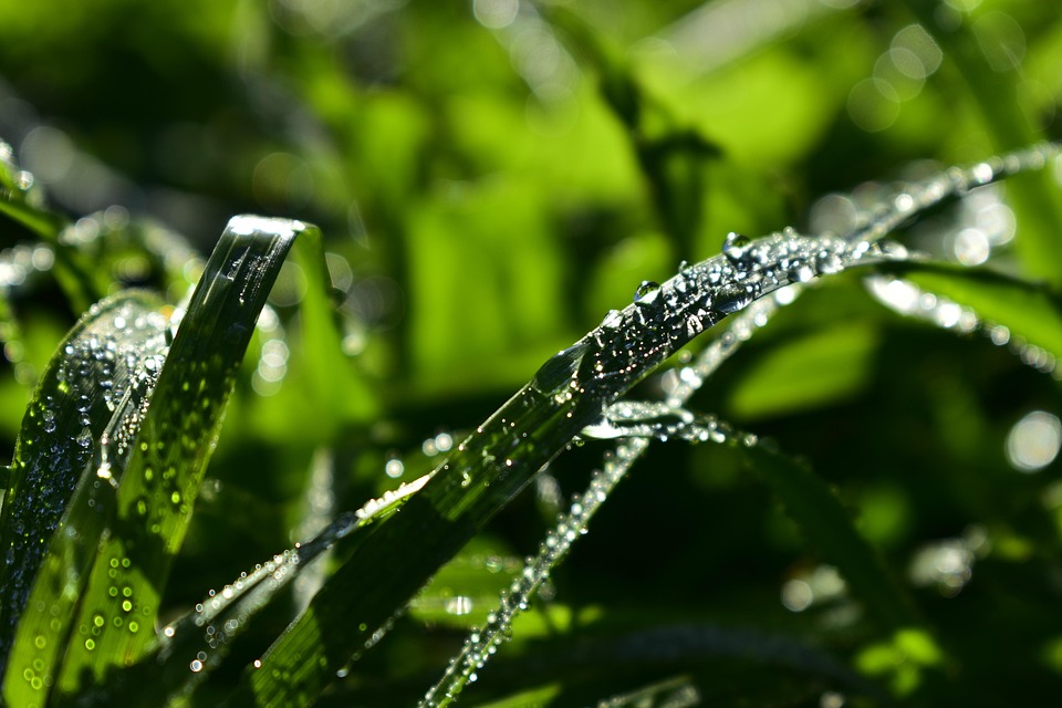 grass-dew-dewdrops-free-photo-on-pixabay-pixabay