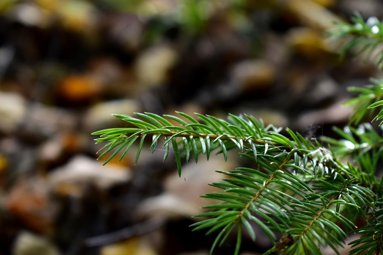 Branch Evergreen Spruce Free photo on Pixabay Pixabay