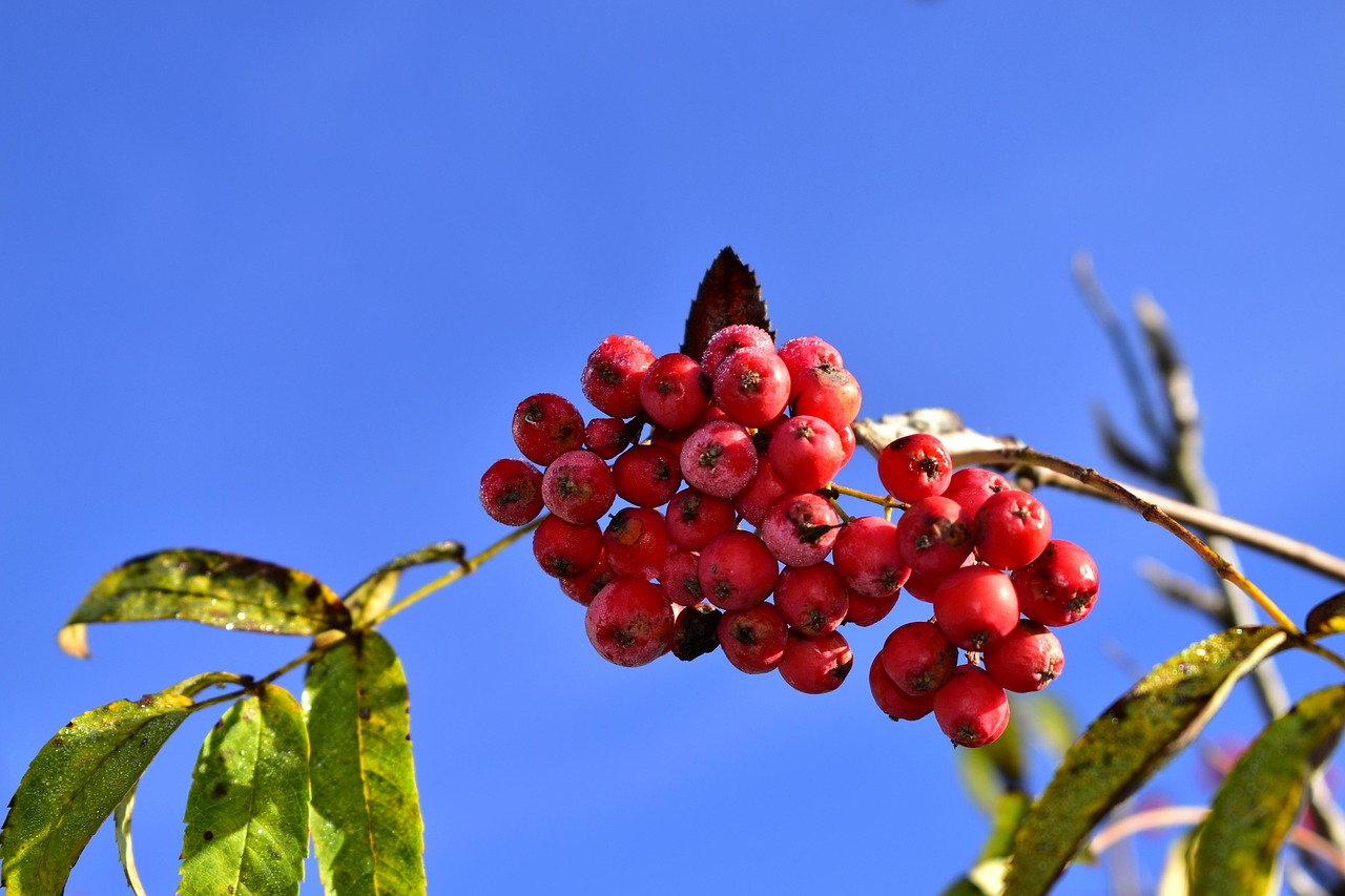 Rowan Fruits Berries - Free photo on Pixabay - Pixabay