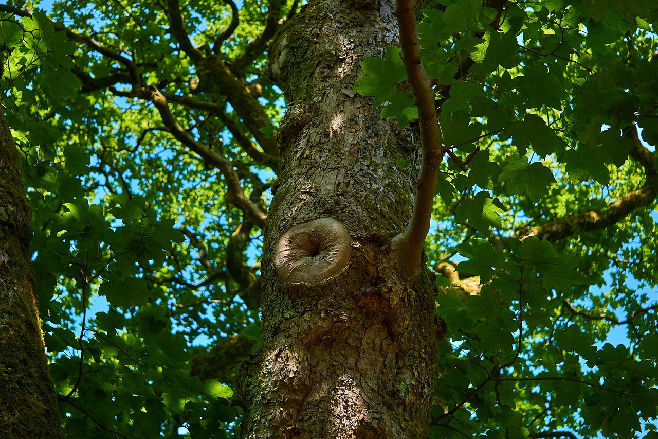 Árvore Natureza Porta-Malas - Foto gratuita no Pixabay - Pixabay