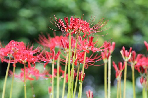 Vice Nez 70 Obrazku Na Tema Red Spider Lily A Priroda Zdarma