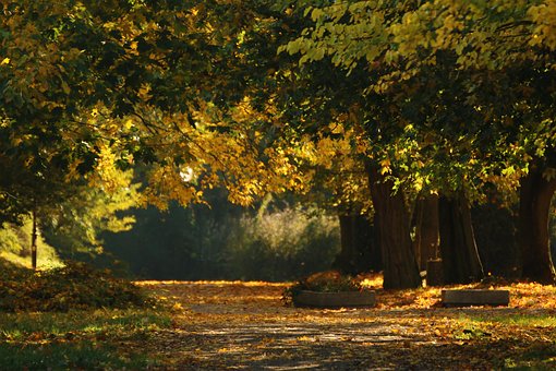 Free Nature Autumn photo and picture