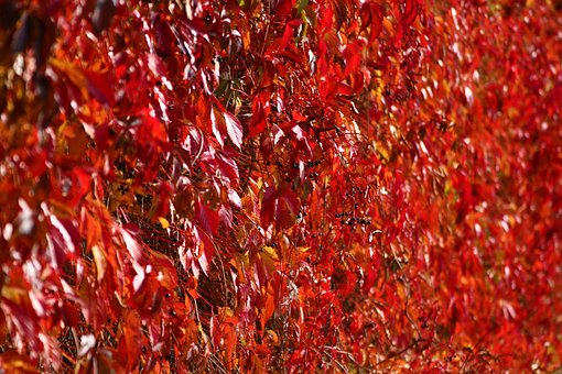 Free Nature Virginia Creeper photo and picture