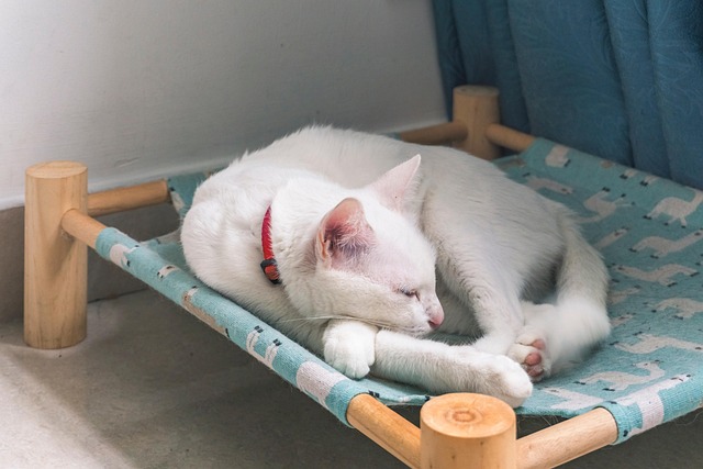 Gato, Gato Blanco, Gato Domestico