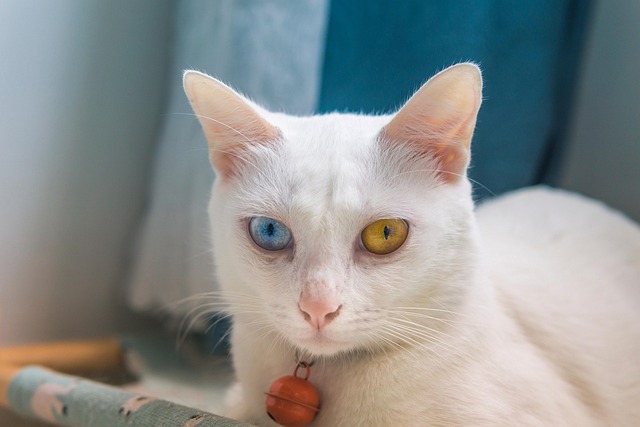 Gato, Mascota, Gato De Ojos Extraños