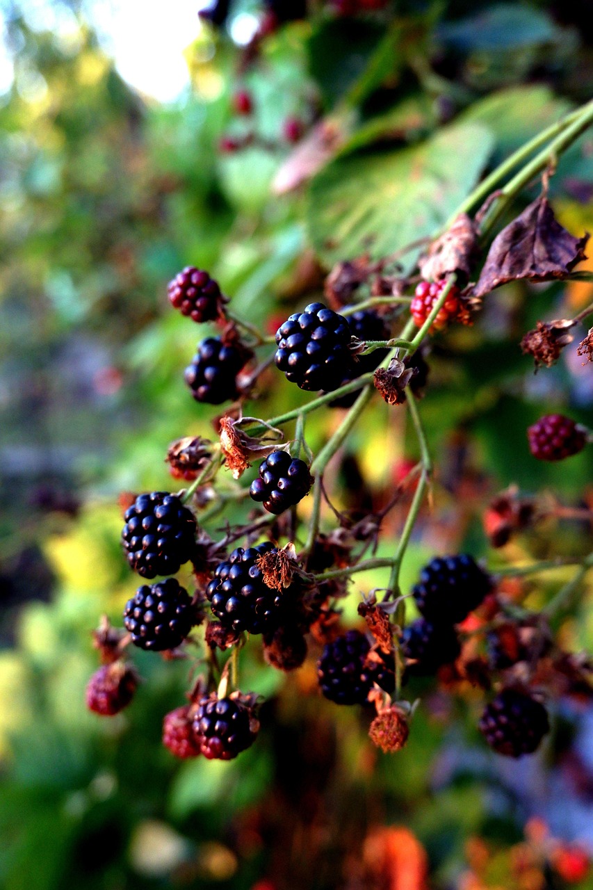 Brombeeren Früchte Beeren - Kostenloses Foto auf Pixabay - Pixabay