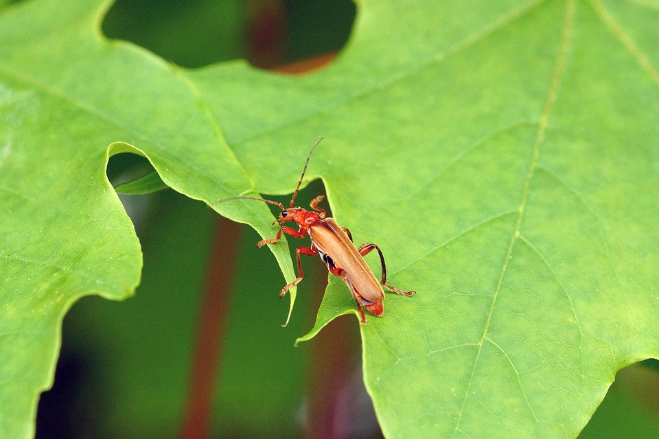 Scarbee Insect Insecte Scarabée Entomologie - Photo gratuite sur Pixabay - Pixabay