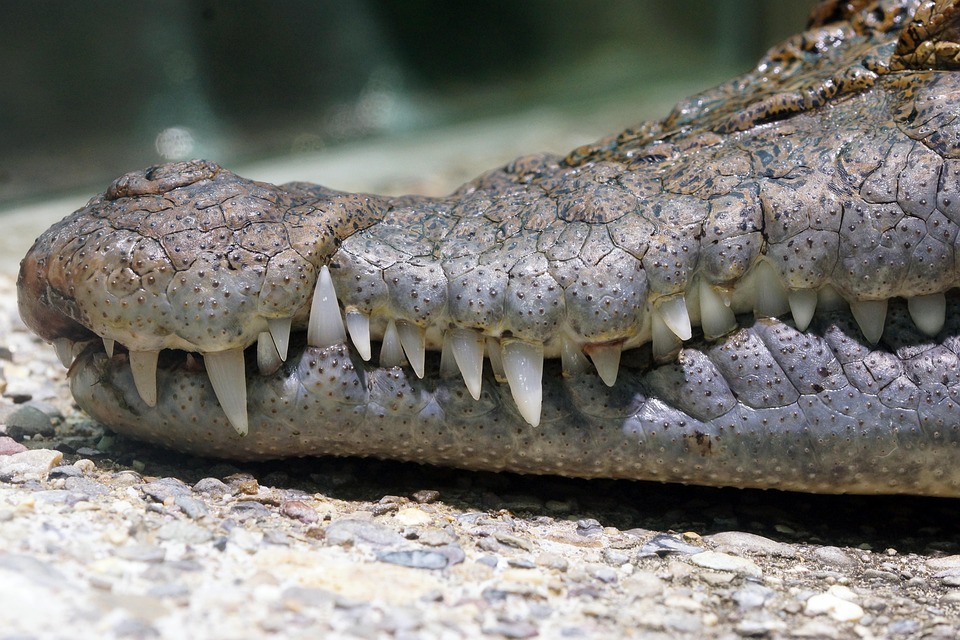 クロコダイル ワニの歯 動物 - Pixabayの無料写真 - Pixabay
