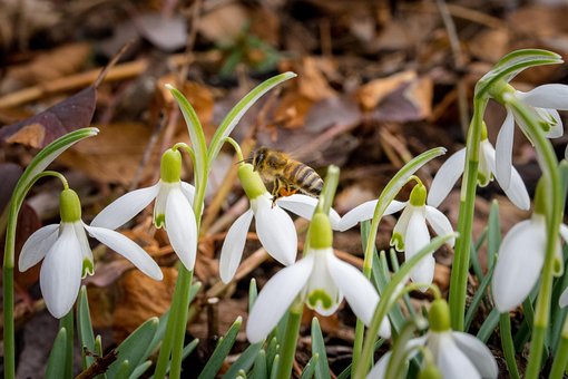 Albină, Insectă, Poleniza, Polenizare