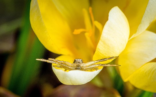 Free Spider Arachnid photo and picture