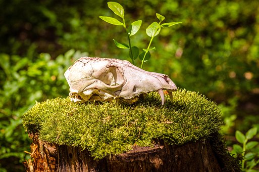 Free Animal Skull Moss photo and picture