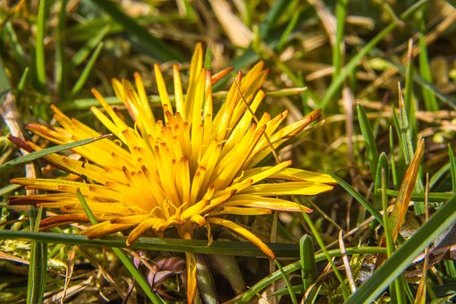 Free Flower Insect photo and picture
