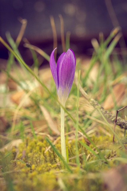 Free Crocus Flower photo and picture