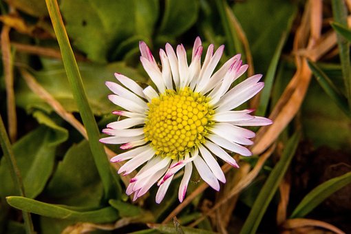 Bellis Sylvestris, Floare, Bloom