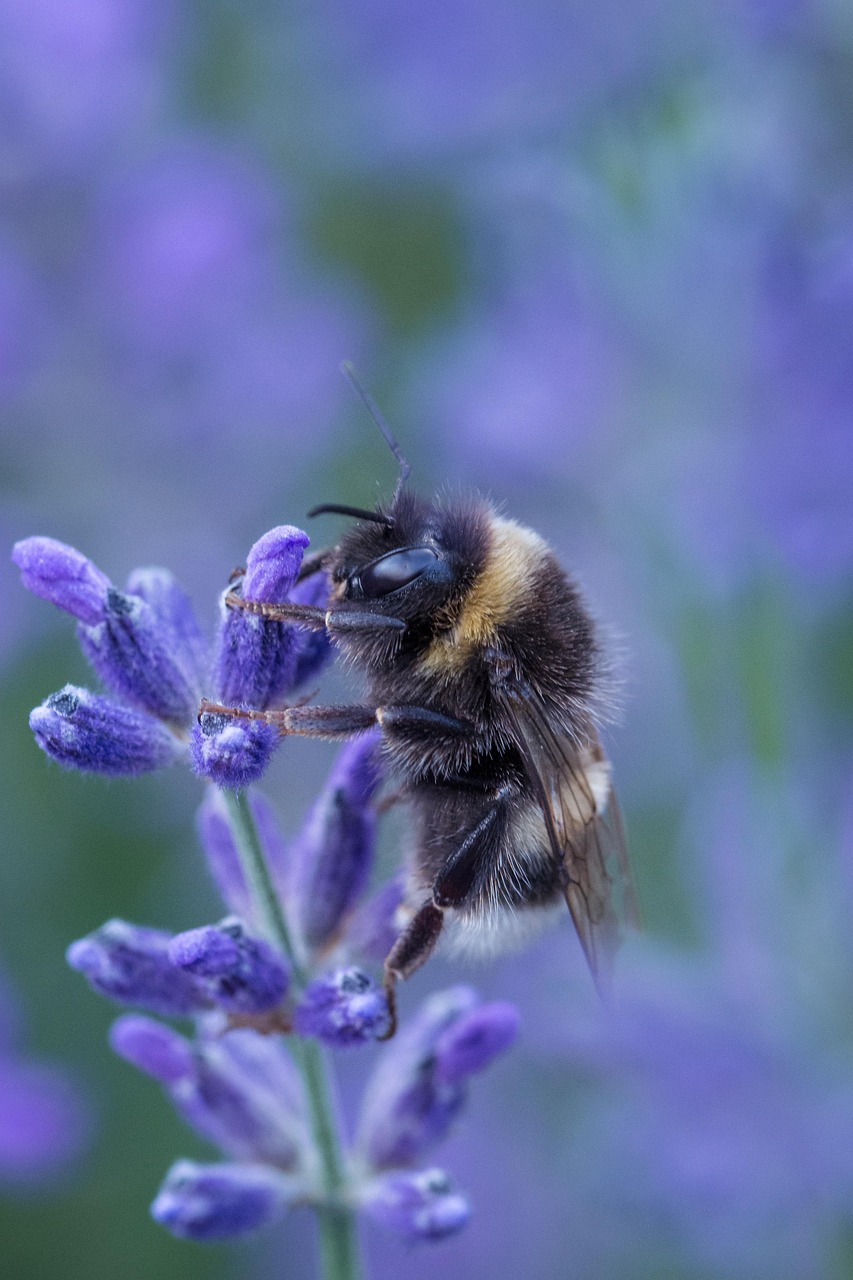 Download free HD stock image of Hoverfly Insect Free Hoverfly Insect photo and picture