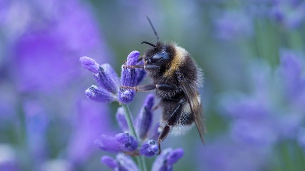 Free Bee Insect photo and picture