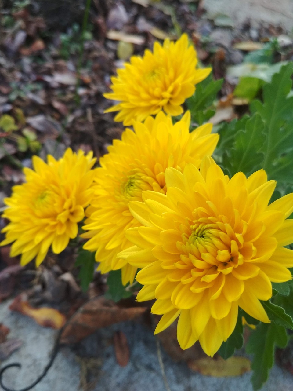 Chrysanthemums Chrysanthemum Free photo on Pixabay Pixabay