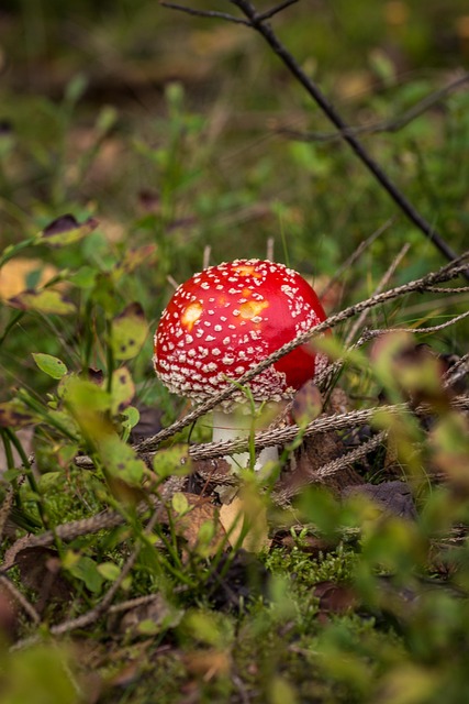 Free Mushroom Fungus photo and picture