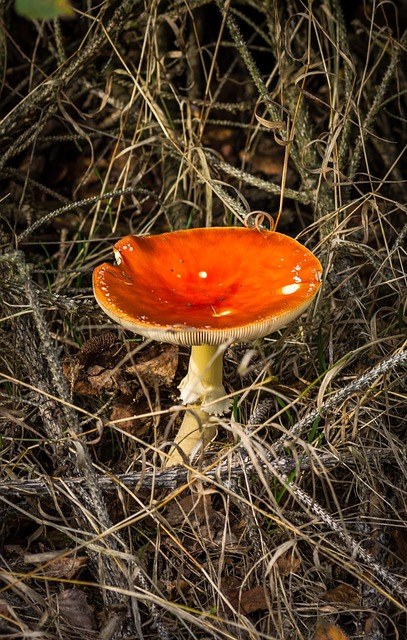 Free Mushroom Fungus photo and picture