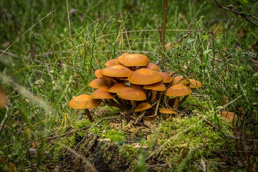 Free Mushrooms Fungi photo and picture